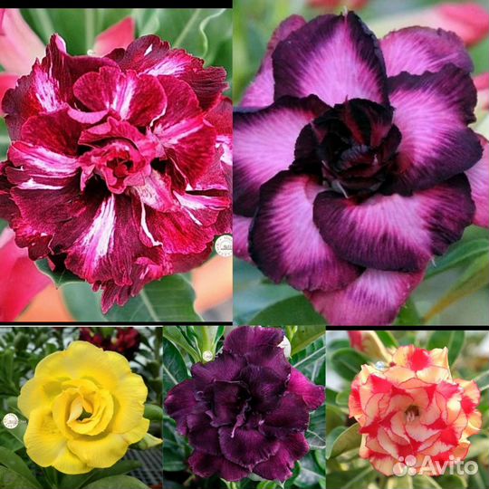 Семена Адениума