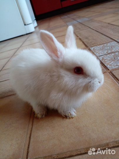 Кролики новозеландские