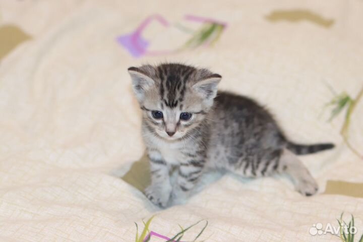 Котенок ищет дом