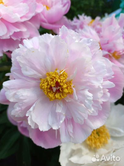 Продавец консультант