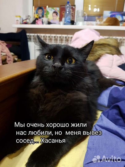 Кошка в дар