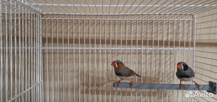 Зебровые амадины