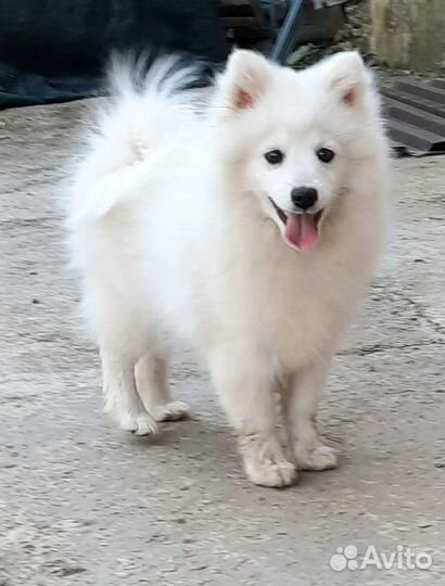 Шпиц Белый японский шпиц