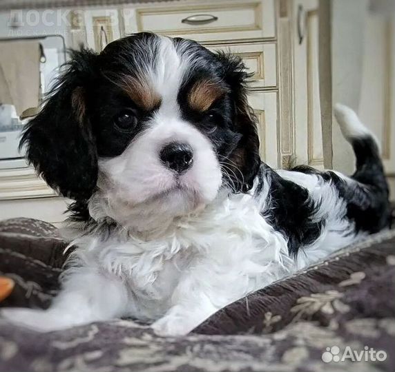 Спаниельчики мальчики кавалерчики