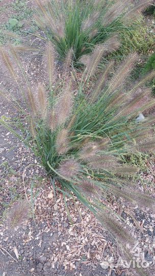 Пенисетум,злаки
