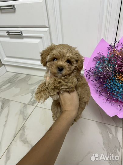 Мальтипу ф1 Корея шикарная девочка Meller