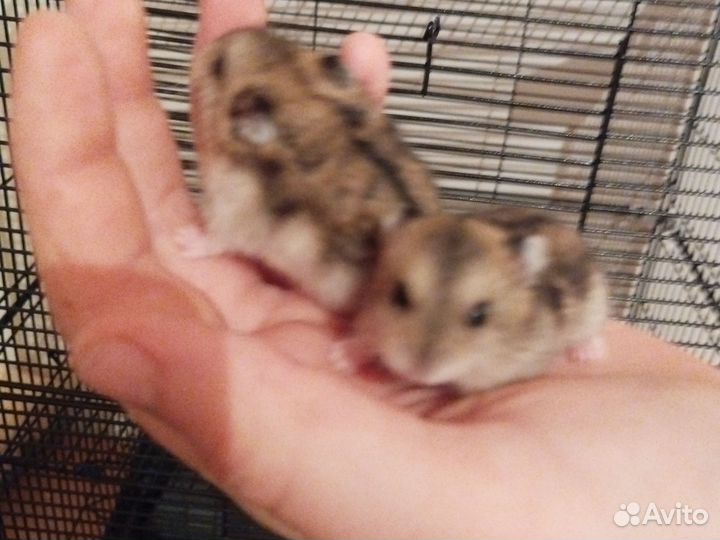 Джунгарский хомяк