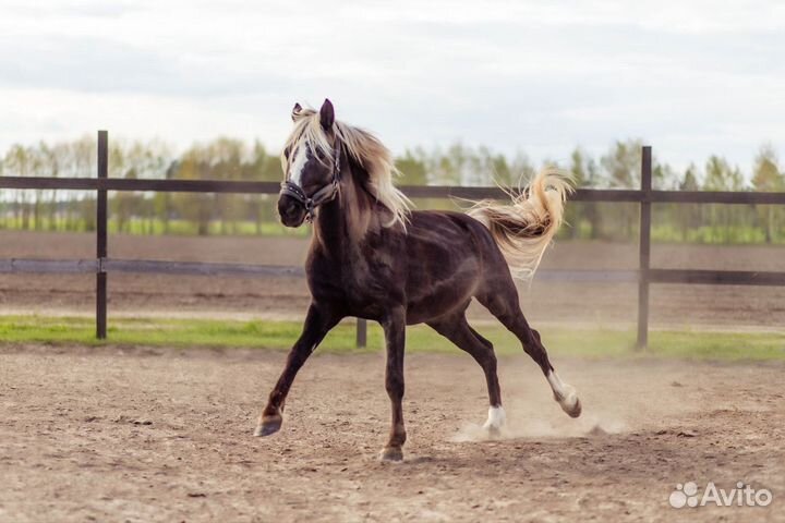 Лошадь в детский спорт