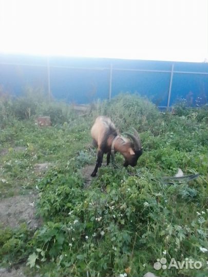 Продается козлик чешский