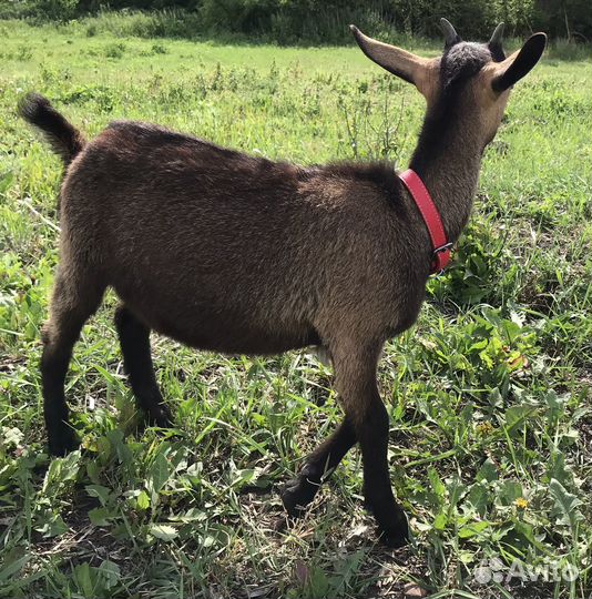 Чешская козочка