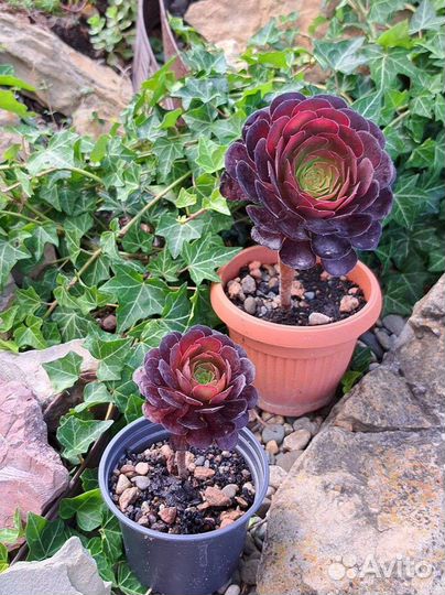 Эониум шварткин