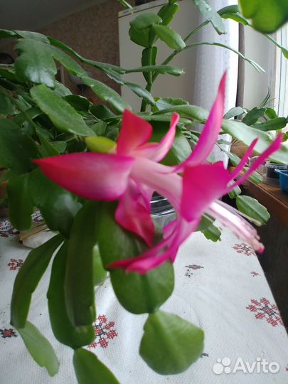 Декабрист шлюмбергера Баклей розовый