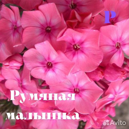 Илларион и другие яркие флоксы для вашего сада