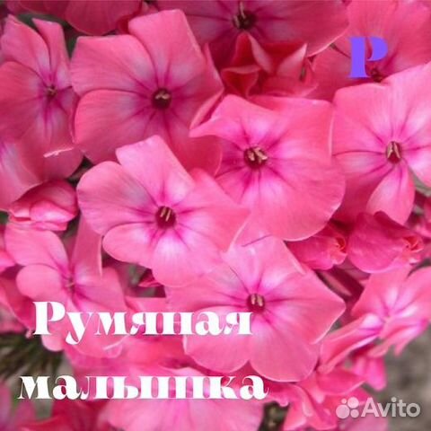 Илларион и другие яркие флоксы для вашего сада