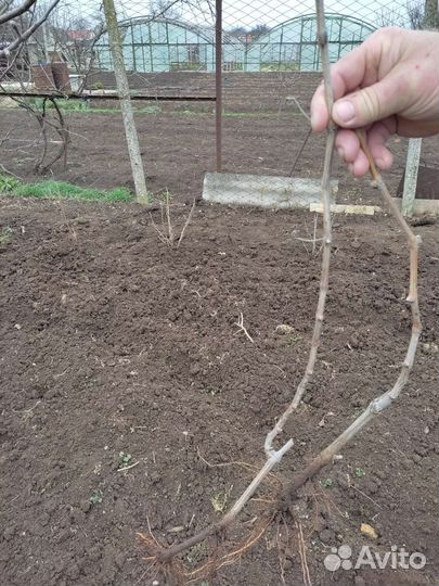 Саженцы винограда