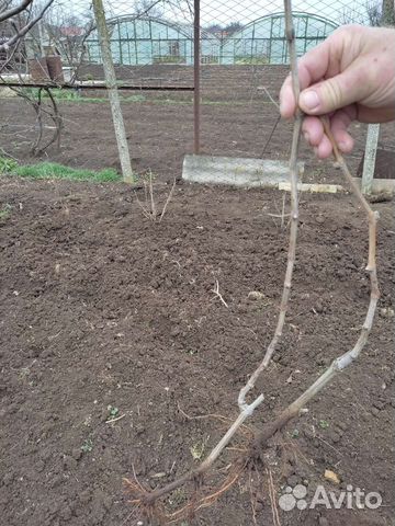 Саженцы винограда