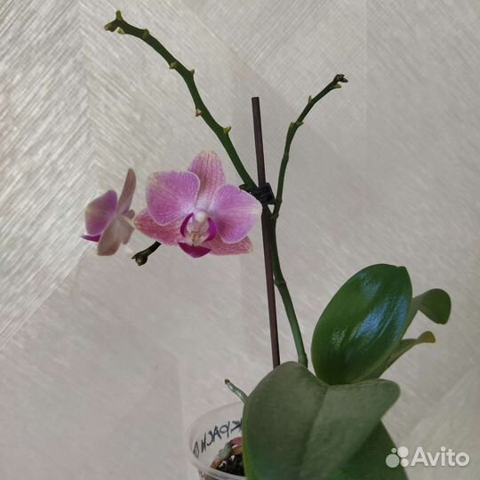 Орхидея мини