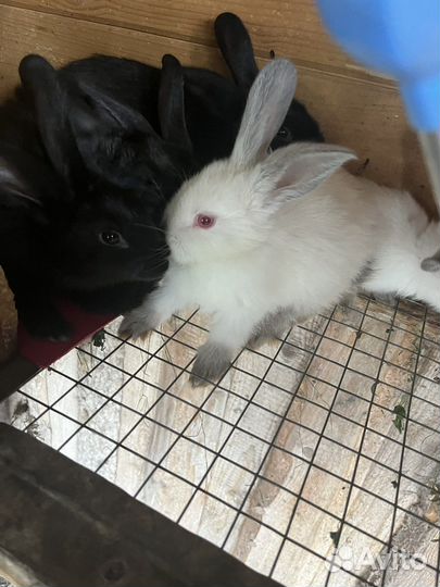 Кролики породы фландр