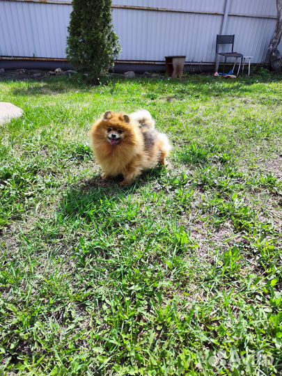 Шпиц девочка