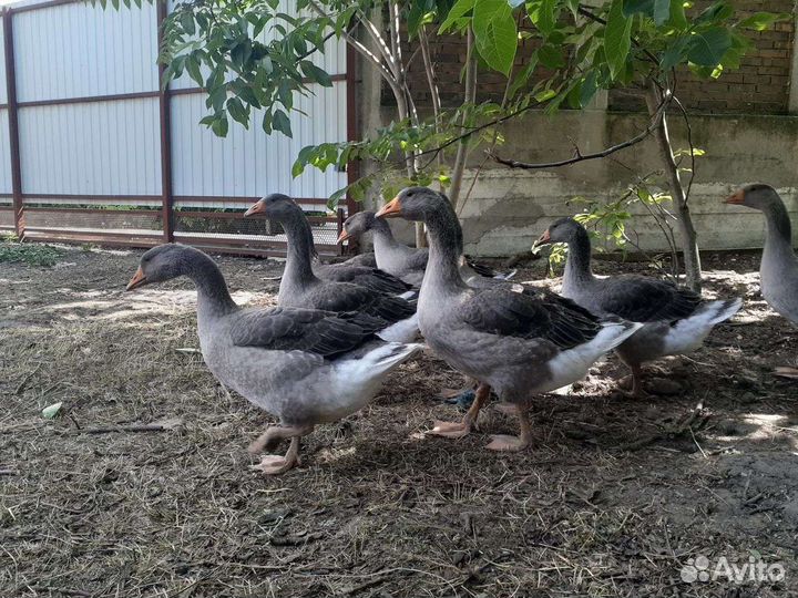 Сельхоз птица