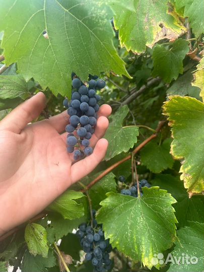 Виноград винный