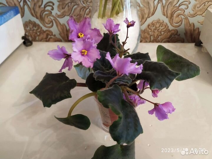 Сортовые фиалки