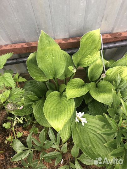 Многолетники для сада цветы