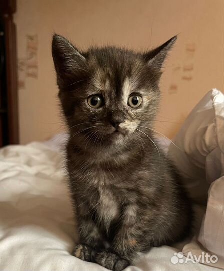 Кошечка в добрые руки