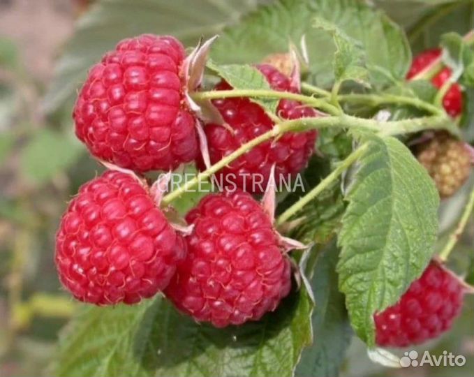 Малина Феномен