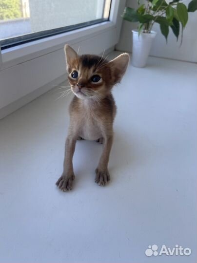 Абиссинские котята