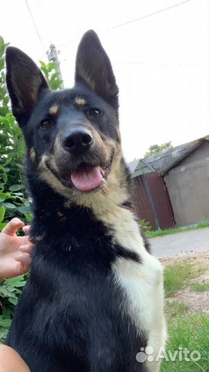 Найдена собака