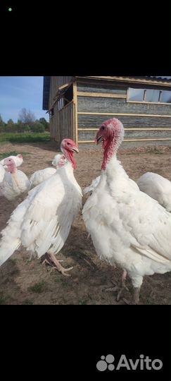 Мясо индейки