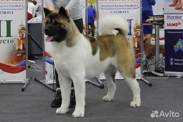 Профессиональный груминг