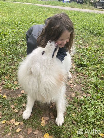 Передержка для собак