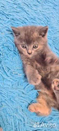 Британские котята