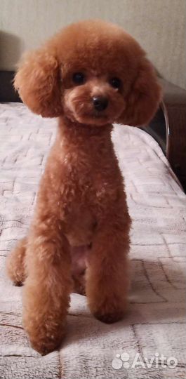 Той-пудель девочка