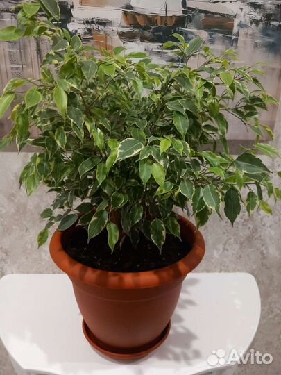 Фикус Бенджамина Кинки