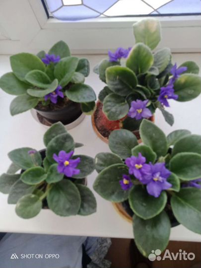 Фиалки цветущие