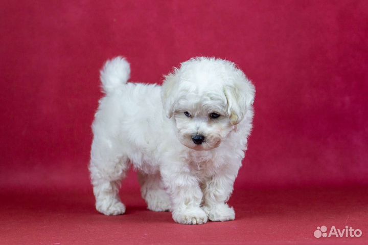 Щенки Бишон фризе идеальная белая шерсть