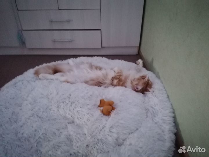 Лежанка для животных 100*100