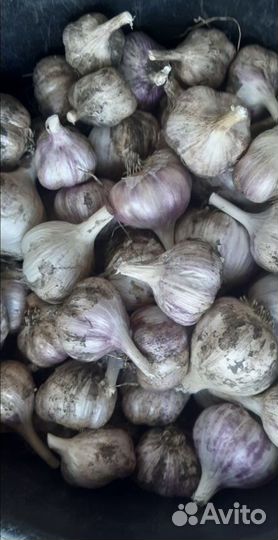 Помидоры домашние