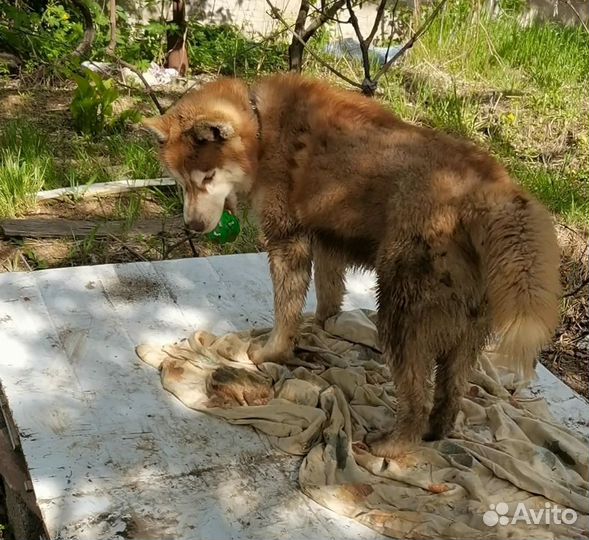 Собака хаски Рыжее солнце