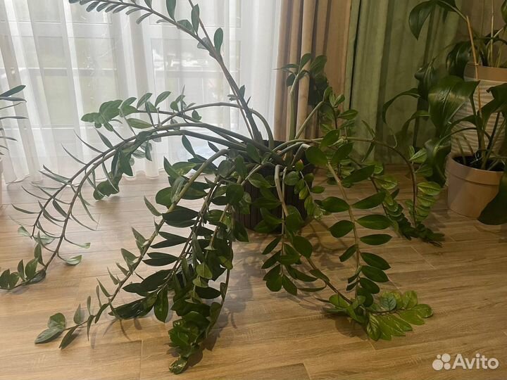 Замиокулькас