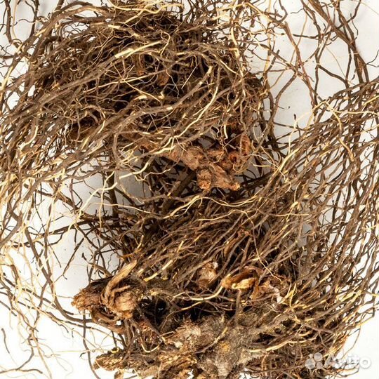 Маралий корень. Корень левзея. Левзей