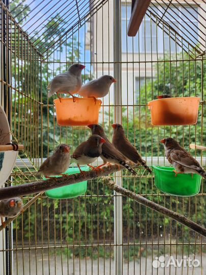 Зебровые амадины