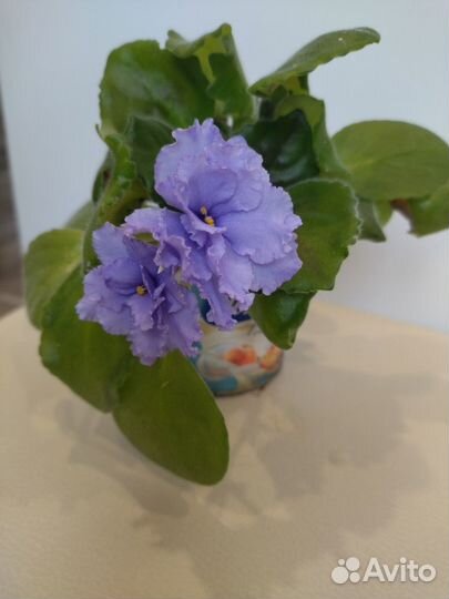 Фиалка махровая