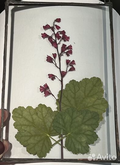 Гербарий в стекле. Подарок к дню учителя