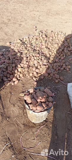 Семенной картофель