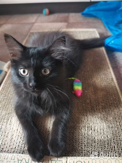 Котенок в добрые руки