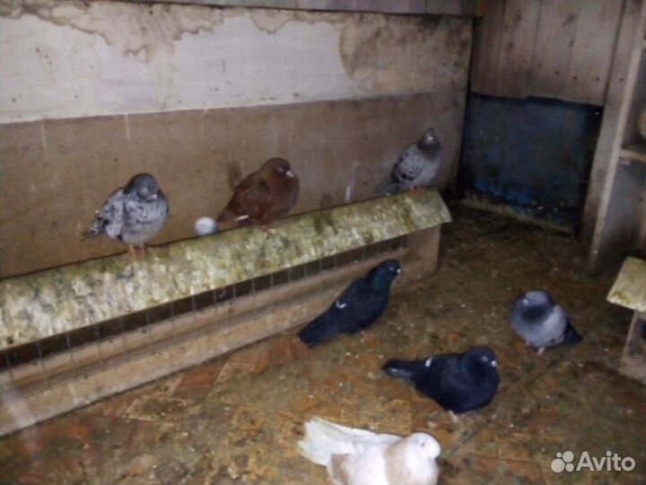 Продажа голубей